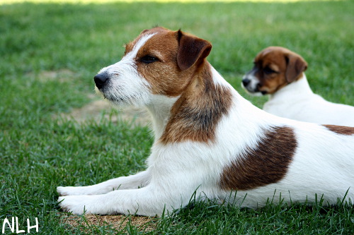 100712_rasse lilli.jpg - Lilli & Rasse iskä